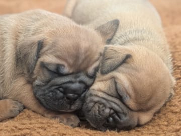 Continental Bulldog · öjebyn · Bennstaff
