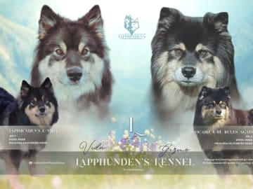 Finsk lapphund · Fauske · Linda Selfors