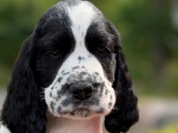 Engelsk springer spaniel · Rockneby · Starflame's