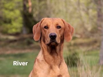 Labrador retriever · Grindsted · Mathias Lindberg