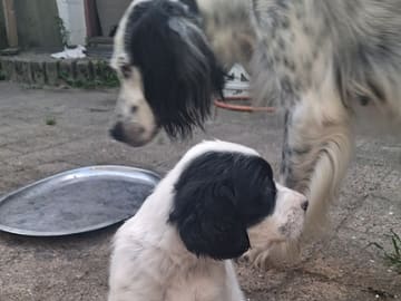 Engelsk setter · Sulsted · Østkysten's