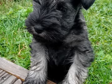Dvärgschnauzer