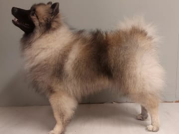 Keeshond · Sala · Shadows Sapphires
