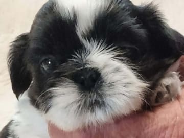 Shih tzu · Stillingsön · Shou-Lao's