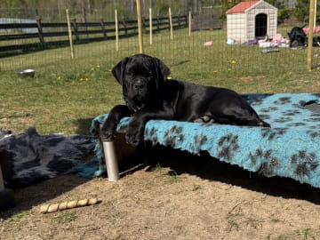 Cane corso · Norra Sorunda · Red Boss