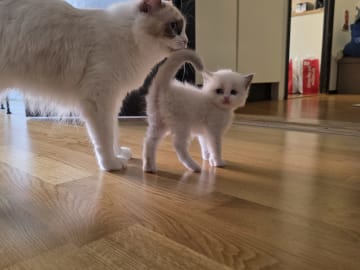 Ragdoll · Norrköping · Benjamin I.