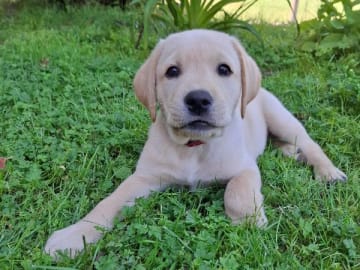 Labrador retriever · Näsåker · Holaforsens