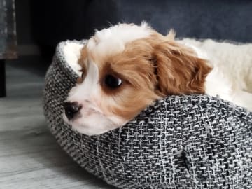 Hjortkvarns Cavapoo