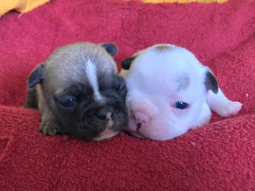 Fransk bulldogg · östervåla · Dexline's