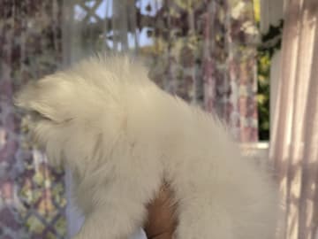 Pomeranian · Billesholm · Björn R.
