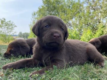 Labrador retriever · Örsundsbro · Storåns kennel