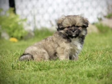 Tibetansk spaniel · Vikeså · Anett Svela