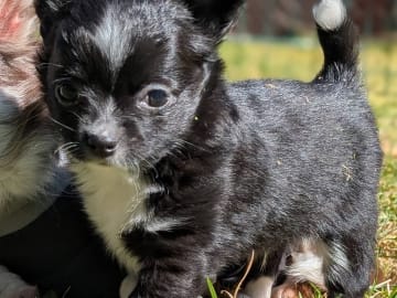 Chihuahua Långhåriga · Stenhamra · Cattlegirls