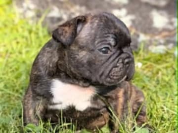 Fransk bulldogg · Geithus · Vivian Keller