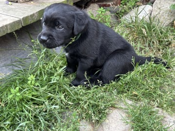 Labrador retriever · Lövestad · Sheep Trix