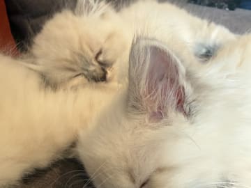 Neva Ragdoll · Tolvsrød · Leirvik