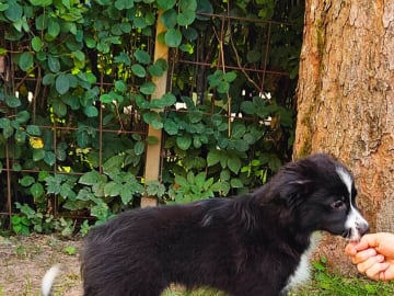 Miniature american shepherd · Skepplanda · Sagolika Mas