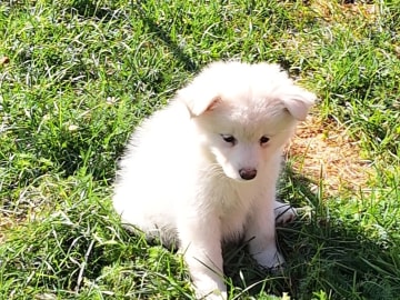 Finsk lapphund · Klässbol · Fairdogs