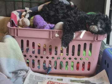 Maltipoo · Ystad · Jenny M.