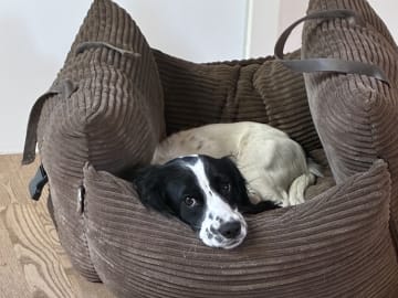 Cocker spaniel · Silkeborg · Casper B.