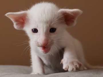 Orientaliskt korthår · Storebø · Oriental Adore Cattery