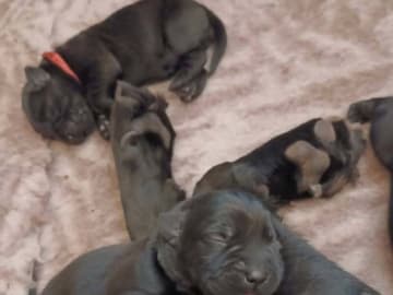 Labrador retriever · Tarm · Charmaine's