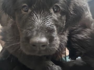 Flatcoated retriever · Hobøl · Flatnews