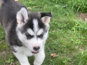 Siberian husky · Hallstavik · Kusby