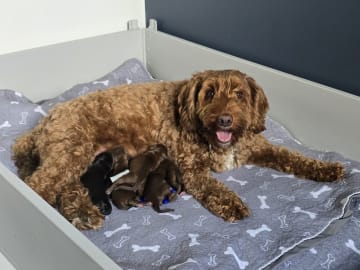 Labradoodle · Skultuna · Björn M.