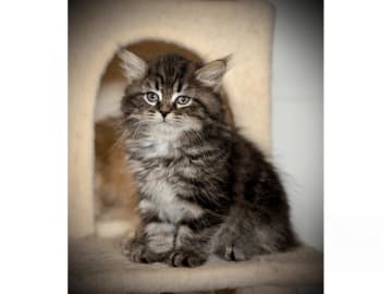 Sibirisk katt · Malmköping · S*Sibelinaz