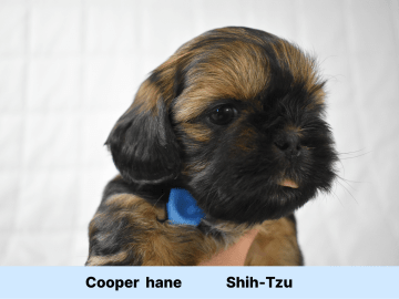 The merry shih-tzu family