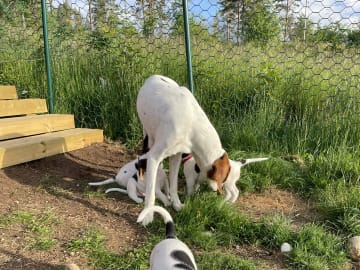 Halden Hound (Haldenstøver) · Tangen · Lykkelosberget