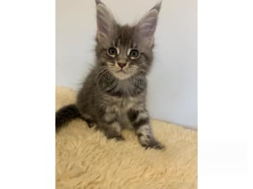 Maine Coon · Skellefteå · Therese Tuoma Bäcklund