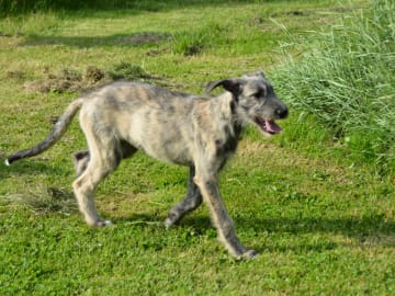 Irsk ulvehund · Stora Levene · Åkerö's