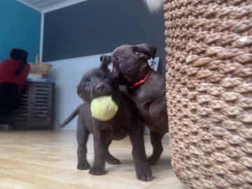 Labrador retriever · Rissa · Graciov A.
