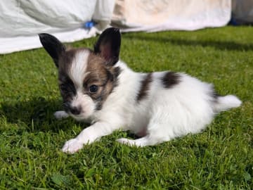 Papillon · Brastad · Bohusklippans