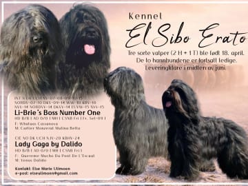 Briard · Aurskog · Else Marie Ulimoen
