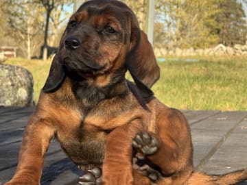 Alpenländische dachsbracke · Tibro · Karlsberg Bracke Kennel