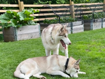 Siberian Husky · Rimbo · Christian B.