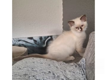 Ragdoll · Anderslöv · S*Earth Angel's