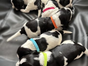 Cocker Spaniel · Hallstavik · Passion Spaniels