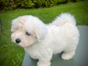 Coton de Tulear · Øvre Ervik · Nina Elisabeth Norill