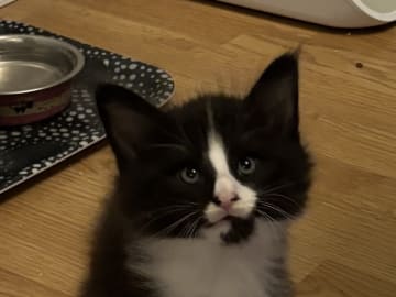 Norwegian Forest · Enköping · Lodahlshjem