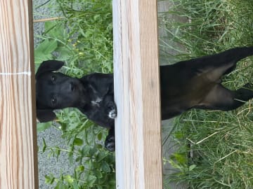 Xoloitzcuintle · Oslo · Junilooney