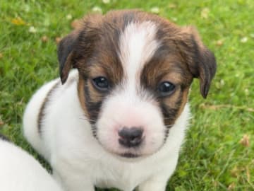 Jack russell terrier · Lidköping · Andreas Friberg