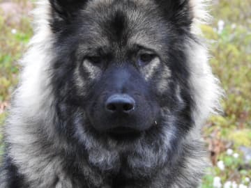 Eurasier · Lysekil · Essmania's