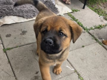 American Akita/Rottweiler · Edane · Inget