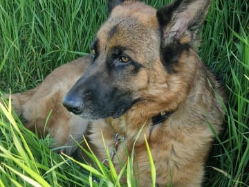 Schæferhund · Svedala · Åsa K.