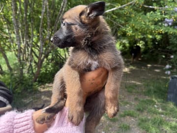 Belgian Malinois · Adelsö · Elina T.