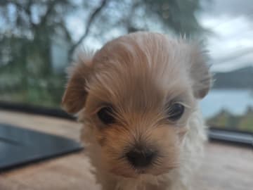 50%russisk bolonka 50%chihuahua/shi · Åros · Privat